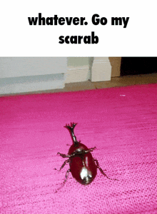scarab